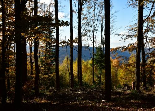 Miejski szlak spacerowy na Jaworzynę 