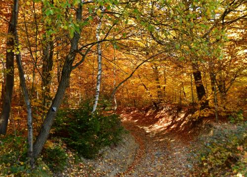 Miejski szlak spacerowy na Jaworzynę 